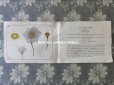 画像4: 19世紀末 アンティーク 毛糸で作る花のモチーフ 図案帳 MODELES DE FLEURS EN LAINE AVEC EXPLICATIONS DE A.ROUYER, EDITEUR, PARIS