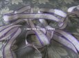 画像5: 19世紀末 アンティーク  シルク製 リボン ストライプ 紫の縁取り 12mm幅 1.75m (5)