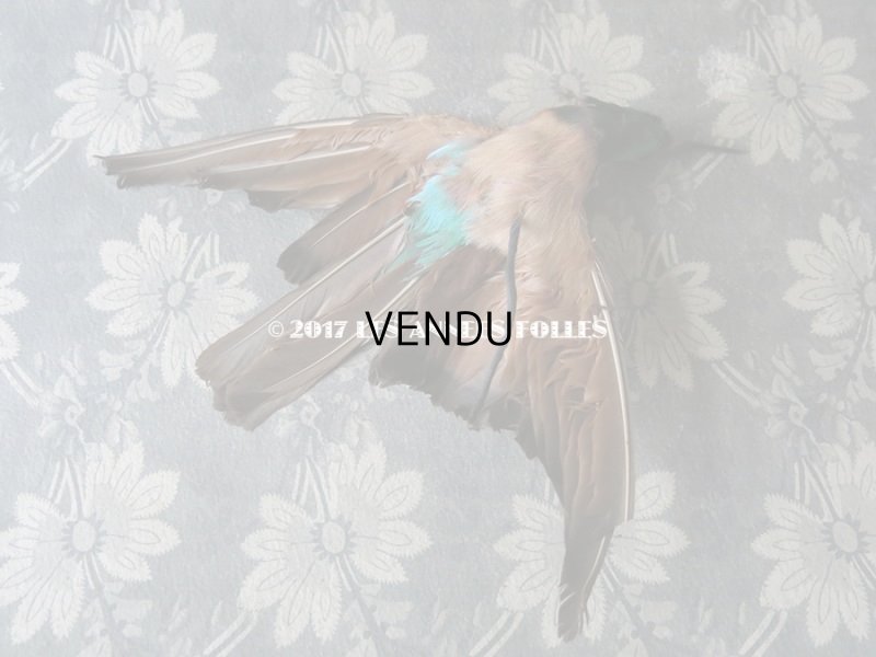 画像3: 1900年代 アンティーク  帽子飾り 鳥の剥製