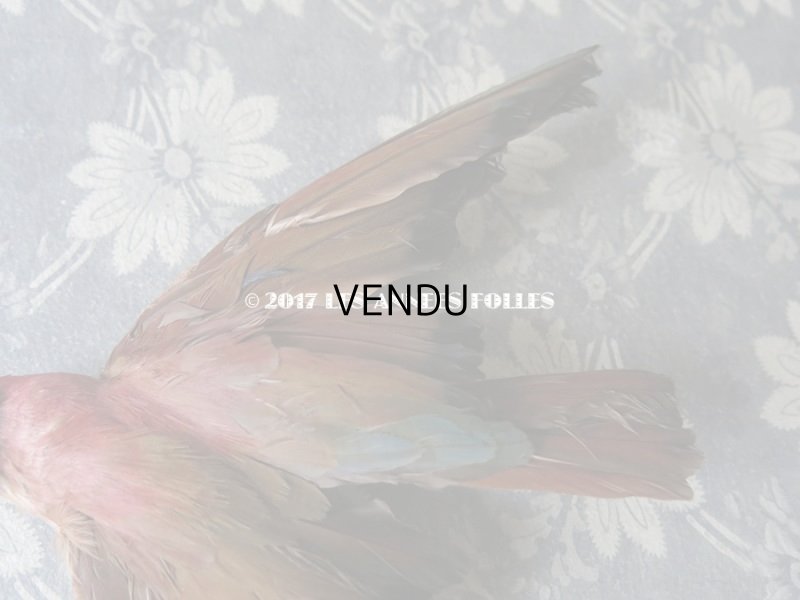 画像5: 1900年代 アンティーク  帽子飾り 鳥の剥製