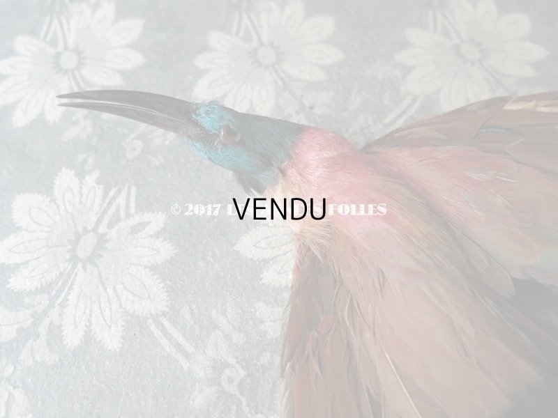 画像4: 1900年代 アンティーク  帽子飾り 鳥の剥製