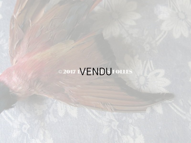 画像6: 1900年代 アンティーク  帽子飾り 鳥の剥製