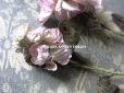 画像3: 1900年代 アンティーク　淡いピンクパープルの花のコサージュ 布花