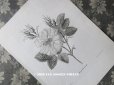 画像1: 19世紀 アンティーク 版画 植物画　白薔薇　ROSE BLANCHE (1)