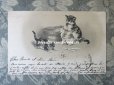 画像2: 1904年代 アンティーク ポストカード 猫の親子 (2)