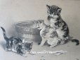 画像1: 1904年代 アンティーク ポストカード 猫の親子 (1)