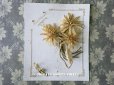 画像1: 【クリスマスセール2018対象外】 アンティーク 台紙付  ワックスフラワーの花 (1)
