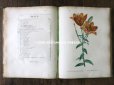 画像7: 1805年 初版 薔薇の画家 ルドゥテの植物画 65枚【 ジャン=ジャック・ルソーの植物学 】 BOTANIQUE DE J.J.ROUSSEAU