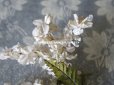 画像12: 19世紀末 アンティーク  オフホワイトの花のコサージュ　布花