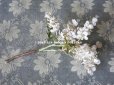 画像6: 19世紀末 アンティーク  オフホワイトの花のコサージュ　布花