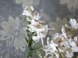 画像7: 19世紀末 アンティーク  オフホワイトの花のコサージュ　布花
