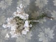 画像2: 19世紀末 アンティーク  オフホワイトの花のコサージュ　布花 (2)