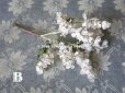 画像5: 19世紀末 アンティーク  オフホワイトの花のコサージュ　布花