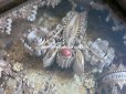 画像13: ＊蚤の市＊19世紀 アンティーク ルリケール ペーパーロール 聖遺物のガラスフレーム  聖人の遺品