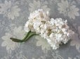 画像3: アンティーク 白い花のコサージュ 布花 