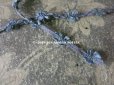 画像3: アンティーク シルク製 ロココトリム グレイッシュブルー ロココリボン 49cm (3)
