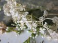 画像8: アンティーク 白い花＆ワックスフラワーの花冠 ヘッドリース ウェディング 結婚式 ティアラ