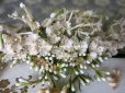 画像10: アンティーク 白い花＆ワックスフラワーの花冠 ヘッドリース ウェディング 結婚式 ティアラ