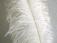 画像9: アンティーク 大きなフェザー ライラック & パウダーピンク 羽飾り オリジナルのラベル付き