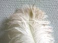画像8: アンティーク 大きなフェザー ライラック & パウダーピンク 羽飾り オリジナルのラベル付き
