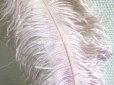 画像5: アンティーク 大きなフェザー ライラック & パウダーピンク 羽飾り オリジナルのラベル付き