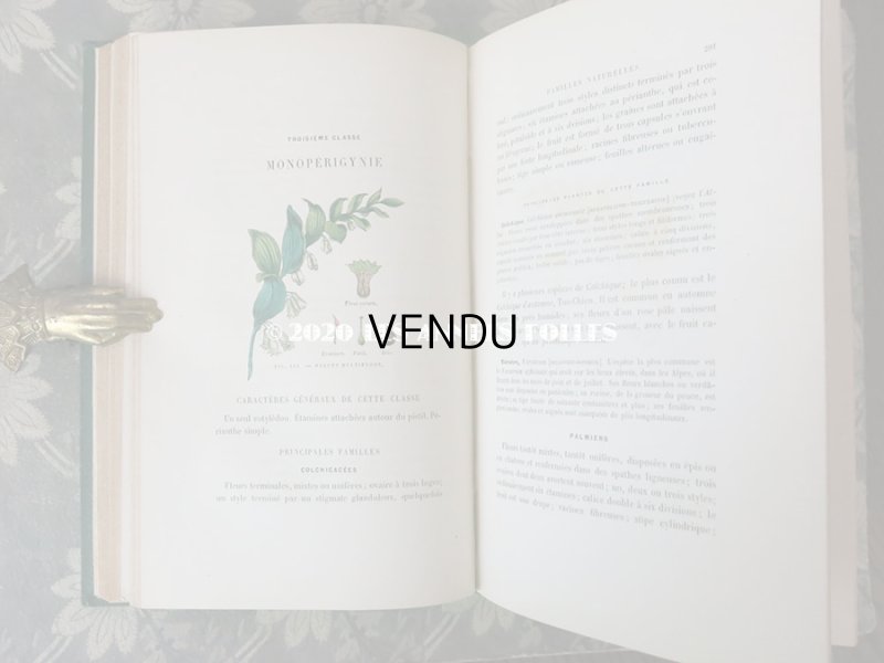 画像15: 1865年  【 デモワゼルのための植物学概論 】 L'HERBIER DES DEMOISELLES TRAITÉ COMPLET DE LA BOTANIQUE