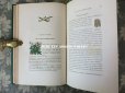 画像14: 1865年  【 デモワゼルのための植物学概論 】 L'HERBIER DES DEMOISELLES TRAITÉ COMPLET DE LA BOTANIQUE