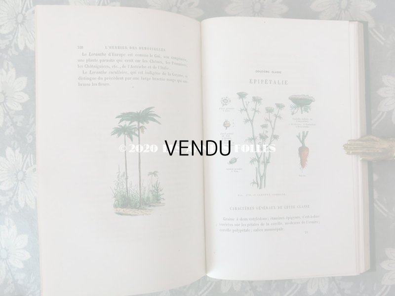 画像18: 1865年  【 デモワゼルのための植物学概論 】 L'HERBIER DES DEMOISELLES TRAITÉ COMPLET DE LA BOTANIQUE
