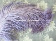 画像2: 19世紀末 アンティーク フェザー 薄紫 ラベンダー 羽飾り  (2)