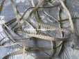 画像4: 19世紀末 アンティーク  シルク糸＆メタル糸 シャンパンゴールドのトリム 極細4mm幅 ストライプ柄 ブレード (4)