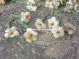 画像4: アンティーク 布花材料 小さな花びらのセット 淡いグレーベージュ 茎付き (4)