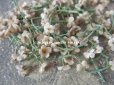 画像3: アンティーク 布花材料 小さな花びらのセット 淡いグレーベージュ 茎付き (3)