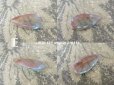 画像6: アンティーク サフィレットのルース ドロップ型 9mm×18mm強