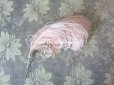 画像2: 19世紀末 アンティーク 小さなフェザー 淡いピンク 羽飾り  (2)