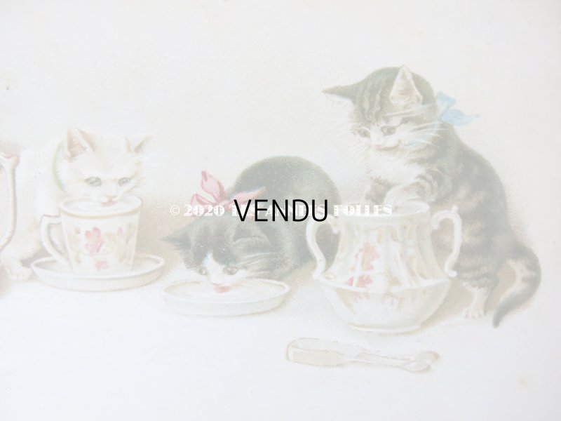 画像3: 1900年代 アンティークポストカード ミルクを飲む子猫達