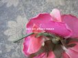画像3: アンティーク ピンクの薔薇の布花 コサージュ クオーター・ロゼット咲き (3)