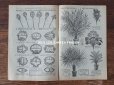 画像9: アンティーク プランタン百貨店のカタログ　布花＆フェザー＆帽子 CATALOGUE SPECIAL DE FLEURS, PLUMES & CHAPEAUX - GRANDS MAGASOINS DU PRINTEMPS - 