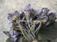 画像5: 1900年代 アンティーク 菫のブーケの布花 コサージュ  44輪