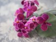 画像5: アンティーク　菫のブーケの布花 ベルベット コサージュ