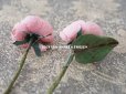 画像4: アンティーク 薔薇の布花 2輪のセット 淡いピンク (4)