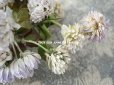 画像5: 1900年代 アンティーク  大きなシロツメクサの布花 