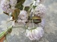 画像8: 1900年代 アンティーク  大きなシロツメクサの布花 