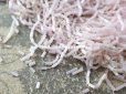 画像3: 【11周年セール対象外】 アンティーク ガラス製 サティネ ビーズ パウダーピンク  1×2.5mm 36g (3)