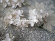 画像2: アンティーク  ホワイトライラックの布花のセット (2)
