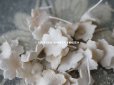 画像4: アンティーク  布花材料 オフホワイトのベルベット 布花 茎付き 約60ピースのセット 1.3cm (4)