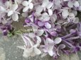 画像3: アンティーク ライラックの布花  