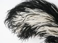 画像3: アンティーク フェザー ブラック＆ホワイト  羽飾り  (3)