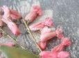 画像3: アンティーク シルクシフォンの布花 ピンクのツリガネソウ (3)