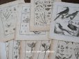 画像1: アンティーク ＊蚤の市セット＊ 18世紀 鳥　＆　植物の版画　9点のセット (1)