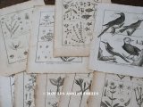 アンティーク ＊蚤の市セット＊ 18世紀 鳥　＆　植物の版画　9点のセット